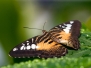 Butterflies and Moths