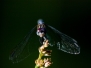 Featured Images