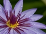 Flowers and Plants